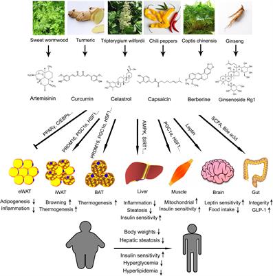 Chinese Medicine in the Battle Against Obesity and Metabolic Diseases